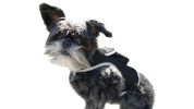 Secure Pet While At Work w/ Waterproof Mini GPS GSM Pet Collar Tracker Size:M